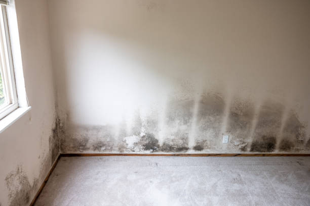 Florence, OR Mold Inspection, Removal & Remediation Company